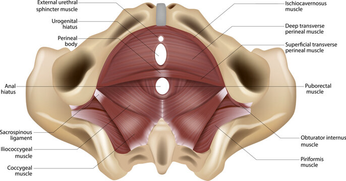 Labeled Female Pelvic Floor Muscles Anatomy Inferior View Medical Illustration. Pelvic Diaphragm and Perineal Muscles Anatomical Diagram of Female Pelvis