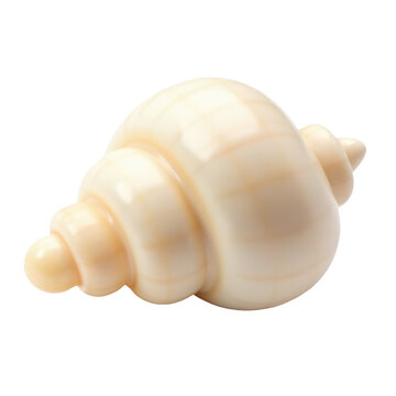 A close-up shot of a shell on a white background