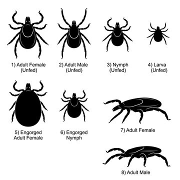 Black and white vector silhouette set of American Dog Tick.