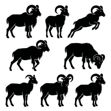 Black and white vector silhouette set of Aoudad Sheep