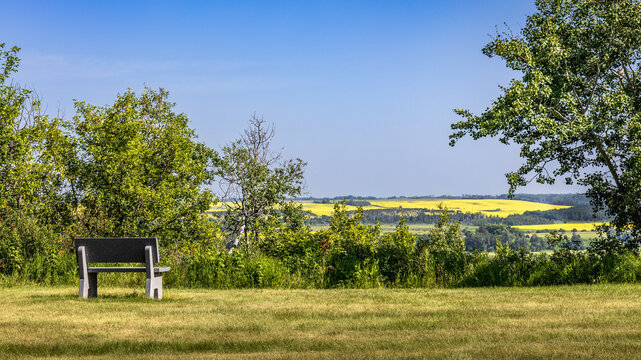 Single outdoor, wooden bench situated between trees, overlooking Saskatchewan prairie landscape with canola field in the distance and slightly hazy, sky. 