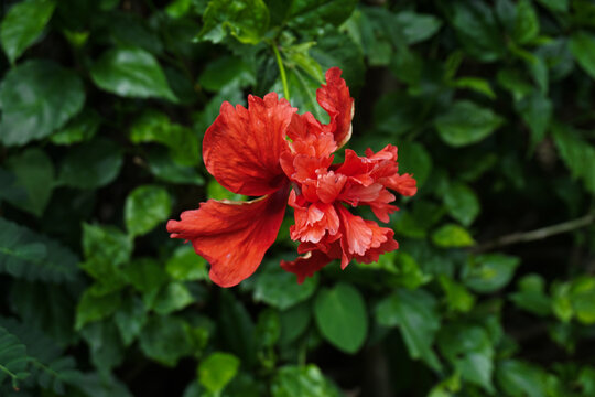 Fiery Red Chaba Flower Blooming Amidst Lush Green Leaves