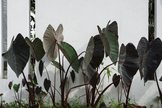 Dark Elephant Ear Leaves Against Minimalist White Wall