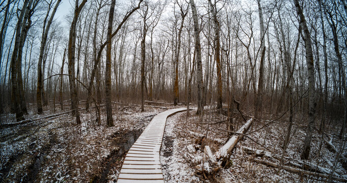 Snow covered walkway disappears into the distance in a forest with no leaves on the trees