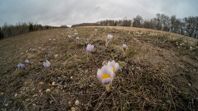 Close-up macro of spring wild crocus flowers with a wide-angle view