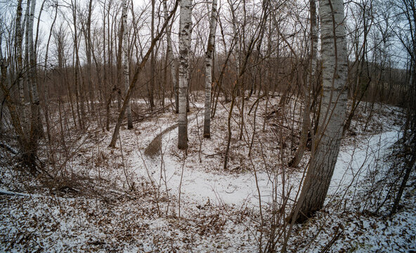 Snow covered trail winds through a northern aspen forest with no leaves on the trees