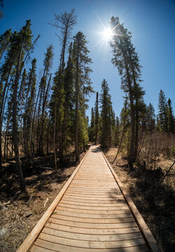 Wooden walkway disappearing into na black spruce forest with the sun in a clear blue sky