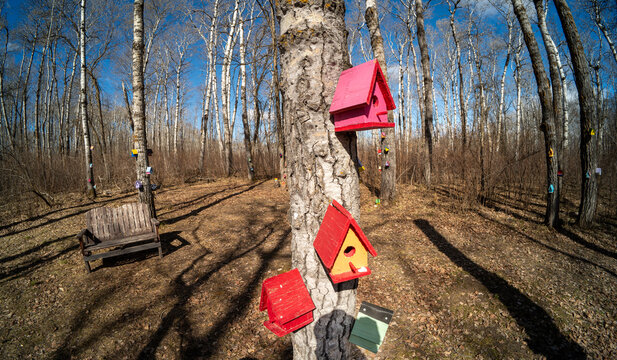 Wide-angle view of colorful small birdhouses on aspen trees with no leaves and a blue sky in the background