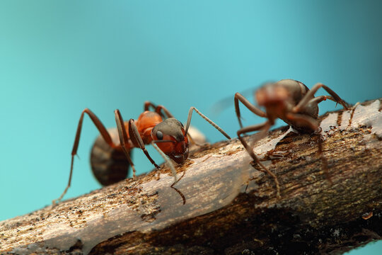 a wood ant insect on a stick