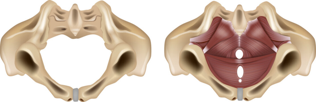 Detailed medical illustration of the female pelvic floor anatomy showing the bony pelvis and pelvic diaphragm muscles from an inferior view. 
