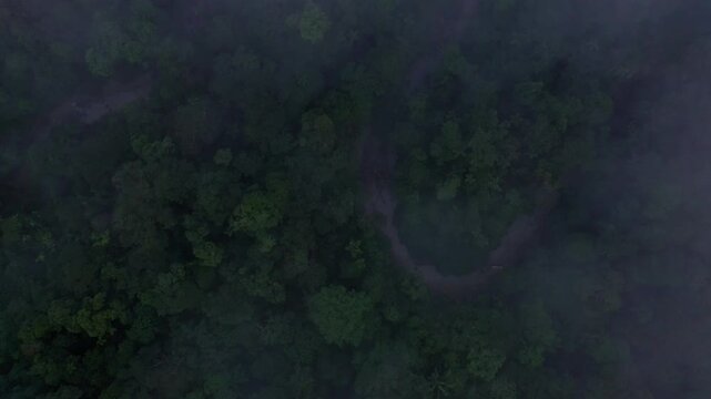 Aerial top view of a tropical forest canopy with a small stream curving through the forest; a nature background