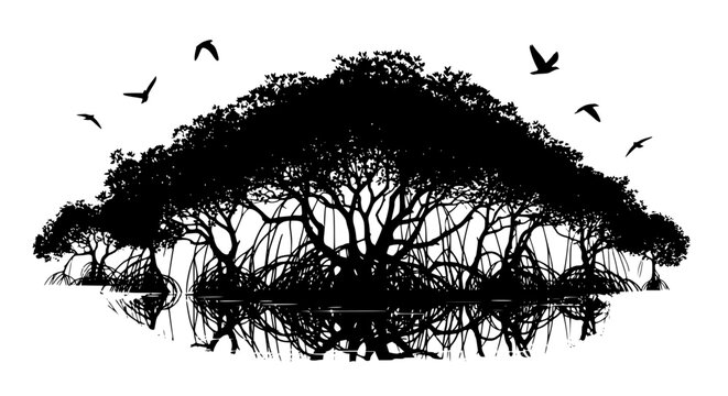 Silhouette of Mangrove Trees with Prop Roots and Flying Birds