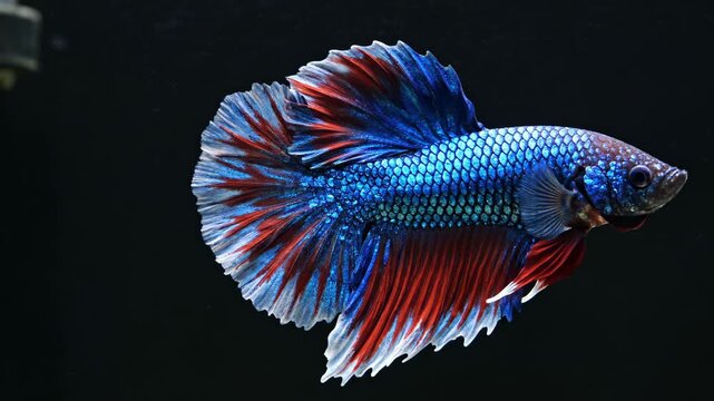 Stunning Betta Fish with vibrant blue and red fins swimming against a black background ideal for nature documentaries and aquarium hobbyist content.