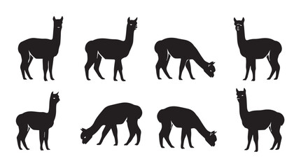 Obraz premium Alpaca silhouettes grazing and standing against a white background in a conceptual composition