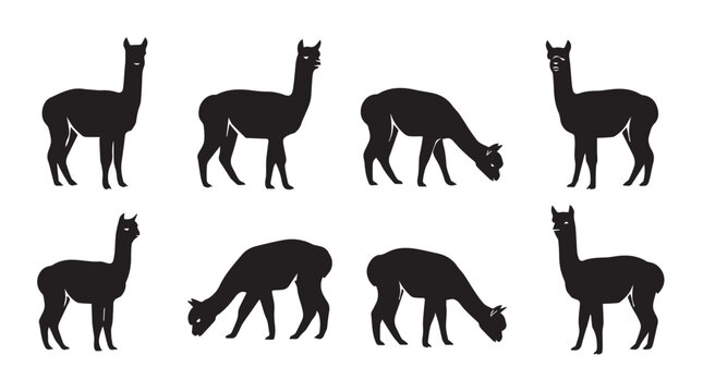 Alpaca silhouettes grazing and standing against a white background in a conceptual composition