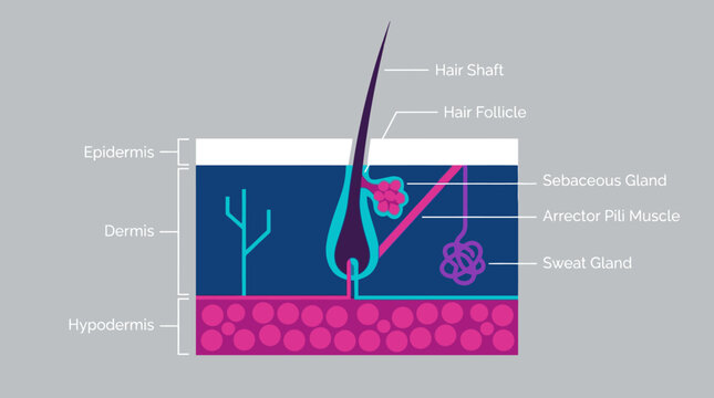 Cross Section Hair Follicle Anatomy Diagram Showing Follicle Structures.