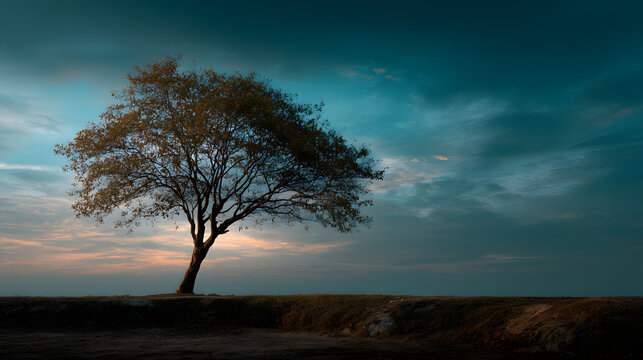 Simple composition of tree silhouette and calm empty sky 