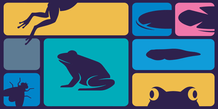 Colorful graphic illustration of frogs and their life cycle stages.
