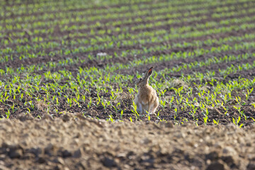 Hare in a cultivated field, hare from the side, brown hare on a field with small planted vegetables, vegetable cultivation, vegetable plants in the row, young shoots, large ears, Leporidae © Rebecca