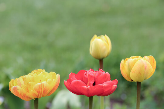Peony tulips blooming in spring garden, red and yellow flowers against soft green background, natural outdoor floral scene with copy space for seasonal banner, greeting card, web header, design layout
