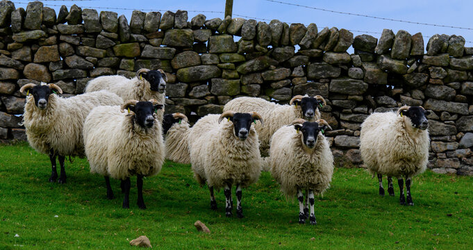 A flock of sheep looking directly at the camera