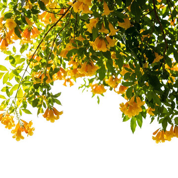 Beautiful yellow trumpet flowers hanging from a green tree isolated on transparent background