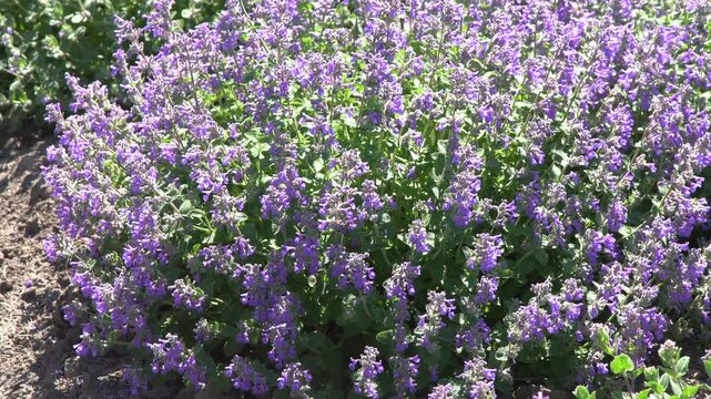 Catmint Nepeta Faassenii Bush With Purple Flowers In Sunny Summer Garden. Beautiful bush Blooming