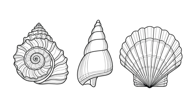 Detailed seashell sketches including a spiral snail shell and a fan shaped scallop shell for marine and coastal themes.