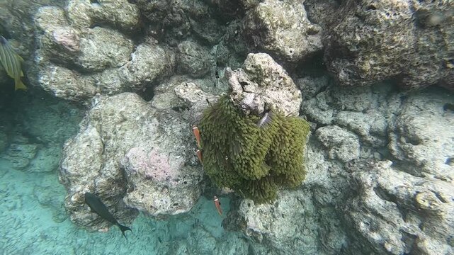 Tomato clownfish and Maldive anemonefish, an anemonefishes found in the northern Indian Ocean, Maldives, they sway due to a strong wave motion.