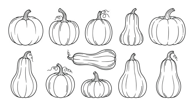 Large collection of diverse pumpkins and squashes in various shapes and sizes illustrated in a clean black and white line art style for autumn.