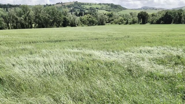 Paesaggio rurale con campo di grano alto mosso dal vento, colline verdi e cielo parzialmente nuvoloso