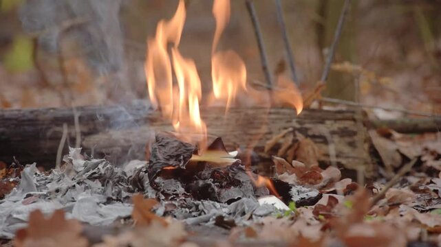 Closeup photo of woman holding burning piece of paper in her hand Document engulfed in flame on damp forest floor, symbol of transformation and irreversible change