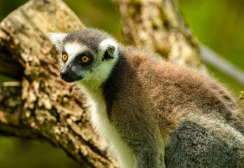 Naklejka premium ring-tailed lemur (Lemur catta) staring