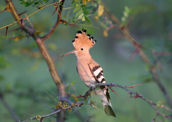 A Eurasian Hoopoe (Upupa epops) in breeding plumage in morning light on a Honey Locust (Gleditsia) branch, isolated on a blurred background. © VOLODYMYR KUCHERENKO