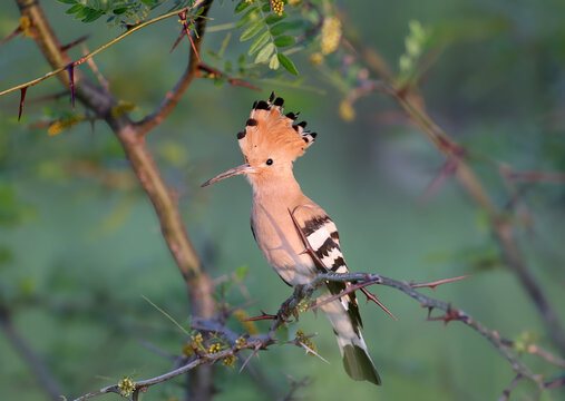 A Eurasian Hoopoe (Upupa epops) in breeding plumage in morning light on a Honey Locust (Gleditsia) branch, isolated on a blurred background.