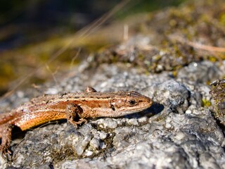 Fototapeta premium The viviparous lizard or common lizard (Zootoca vivipara) on a granite boulder. Close up.
