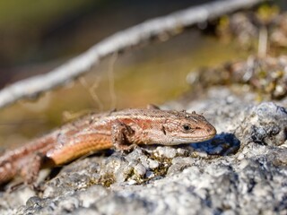Fototapeta premium The viviparous lizard or common lizard (Zootoca vivipara) on a granite boulder. Close up.