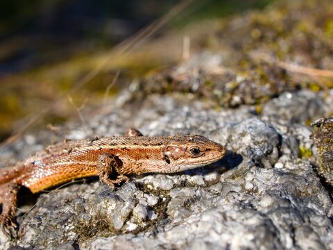 The viviparous lizard or common lizard (Zootoca vivipara) on a granite boulder. Close up.