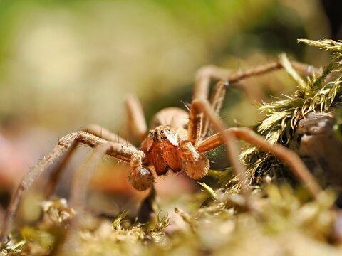 Nursery web spider (Pisaura mirabilis). Close-up front view of the spider in its natural habitat.