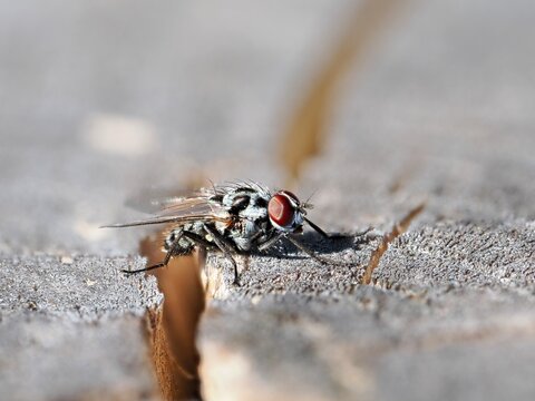 Housefly (Musca domestica) sitting on an old stump. Macro.