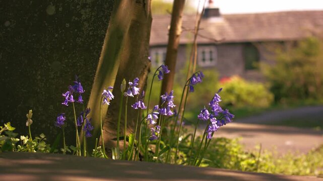 Bluebell flowers with English cottage background in warm sunlight background