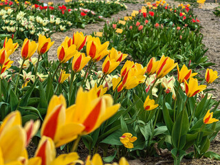 Obraz premium Rows of Tulipa Reginald Dixon yellow and red tulips in garden