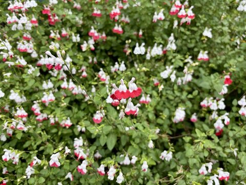 Close-up of Salvia microphylla Hot Lips cherry sage blooming abundantly with striking red and white bicolor flowers against a lush green leafy background in a botanical garden setting