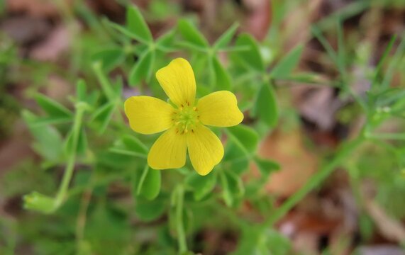 Yellow Oxalis flower in Florida nature, closeup