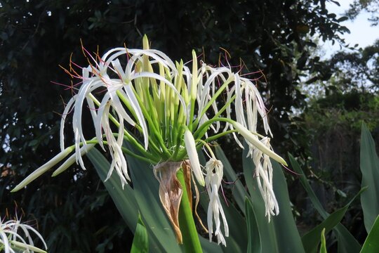 White Crinum asiaticum lily in Florida nature, closeup