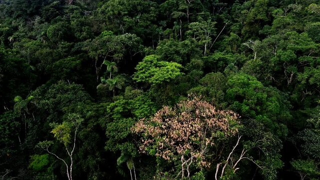 Detailed close up aerial view of a tropical forest canopy; a nature background or landscape of a biodiverse and colorful tree canopy