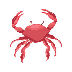 Red crab with claws. Marine crustacean illustration isolated on white. Sea life icon