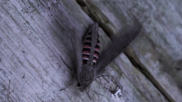 A Sphinx ligustri (the privet hawk moth) waving with its wings