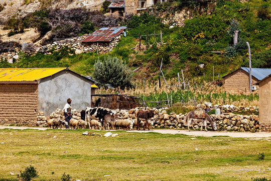 Farmers with donkeys at Lake Titicaca in Bolivia