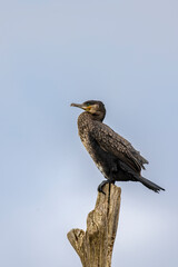 Fototapeta premium Large Cormorant perched on a weathered tree stump against a pale sky, calm wildlife portrait